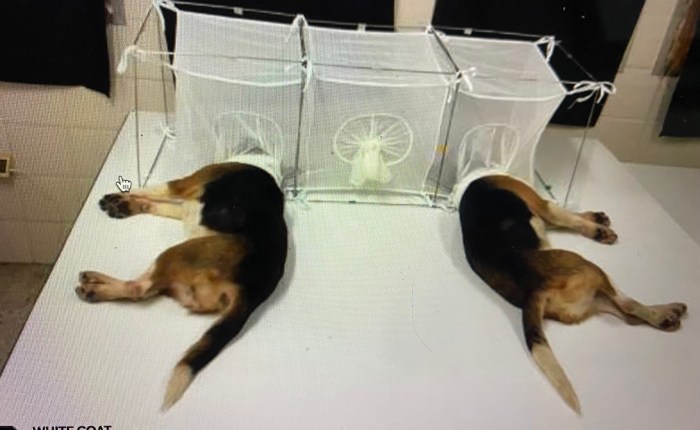 Facui’s NIH – National Institute for Health — finansierar grymt hund experiment på ett lab i&nbsp;Tunisien.