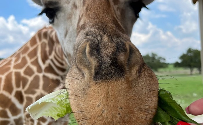 Caroline Älvebrink Calais besöker Fossil Rim Wildlife Center i Glen Rose,&nbsp;Texas