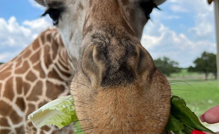 A Different Side of Texas: Discovering Fossil Rim Wildlife&nbsp;Center